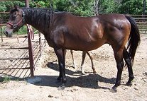 quarter horse mare, Three Forty Nine