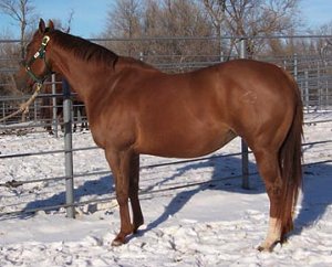 quarter horse mare, Didoe Dancer