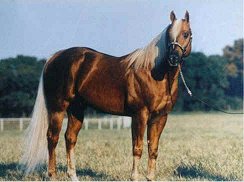 Firewater Flit