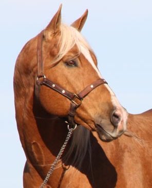 Quarter horse stallion, Firewater Finale