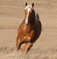Quarter horse stallion, Firewater Finale