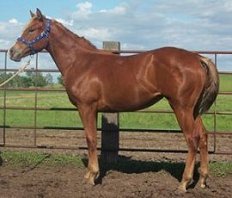 Yearling filly by Firewater Finale